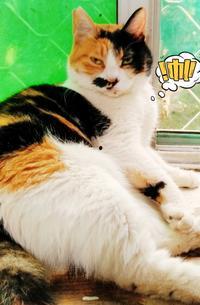 拍猫变成人的视频,揭秘猫咪变身奇幻之旅